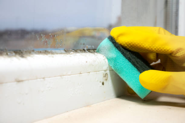 Best Attic Mold Removal  in Lake Of The Woods, IL